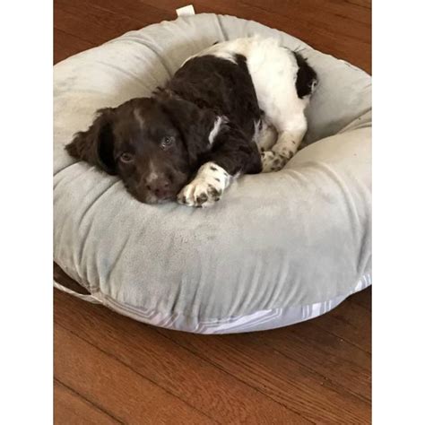 English springer spaniel dog breed information, pictures, care, temperament, health, puppies, breed history. liver and white Springer Spaniel puppies available in Lawrence, Massachusetts - Puppies for Sale ...