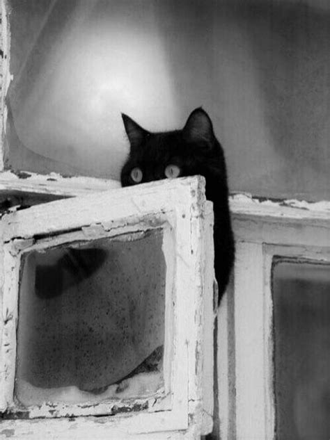Pin By Gerda On Black And White Photography Crazy Cats Cats Animals