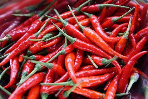 Cara Menanam Cabe Merah Dan Keriting Di Rumah Dengan Mudah Diadonaid