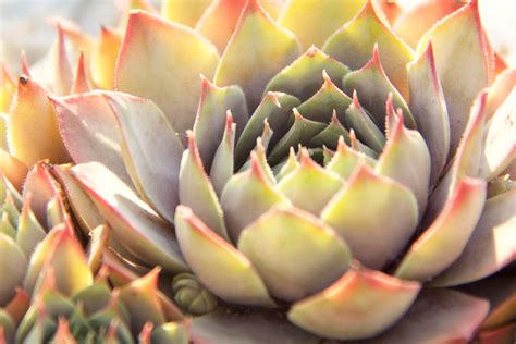 How To Grow Succulents From Cuttings - Eminence Certified ...