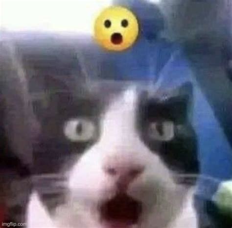 Shocked Cat Imgflip
