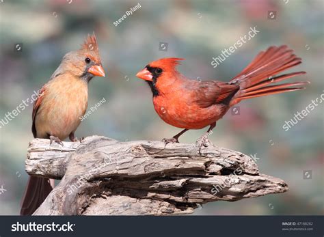Pair Northern Cardinals Cardinalis On Branch Stock Photo 47188282