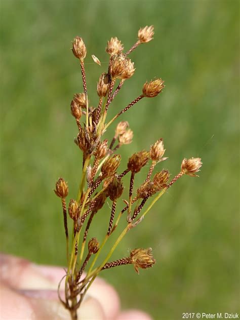 Scirpus pendulus (Rufous Bulrush): Minnesota Wildflowers