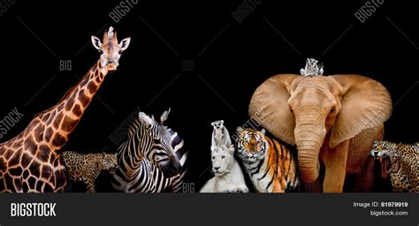 Group Animals Together Image And Photo Free Trial Bigstock