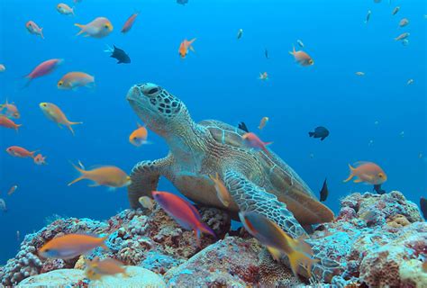 The Best Diving Spots In The Coral Triangle