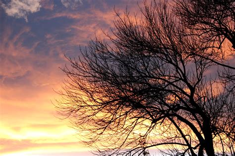 Sunset Clouds And Leafless Tree Picture Free Photograph Photos