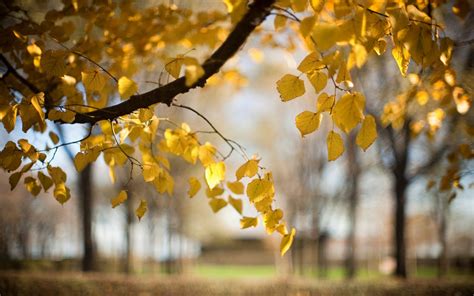 Wallpaper Trees Yellow Leaves Autumn Blur Nature