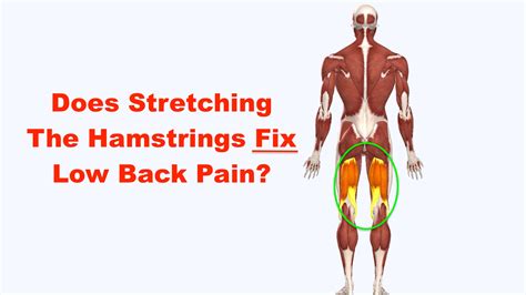 Stretching Hamstrings Hurts Lower Back Lupon Gov Ph