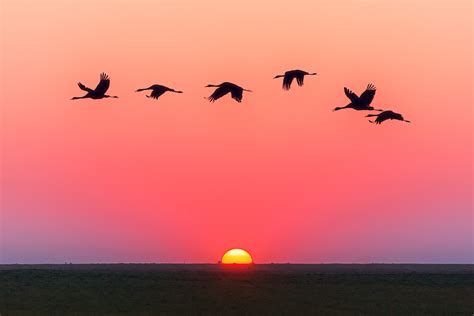 3506x2338 Red Fly Bird Sunset Orange Flying Swan Public Domain