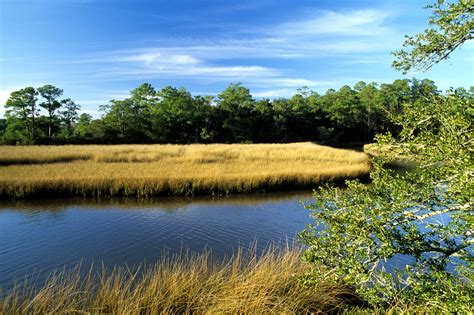 How Salt Marshes Are Preserving Life Along The Florida Coast The