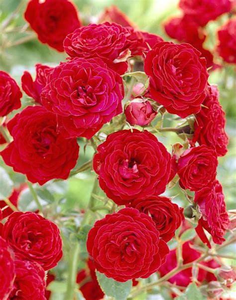 Rose Remembrance Floribunda Rose Garden Plants