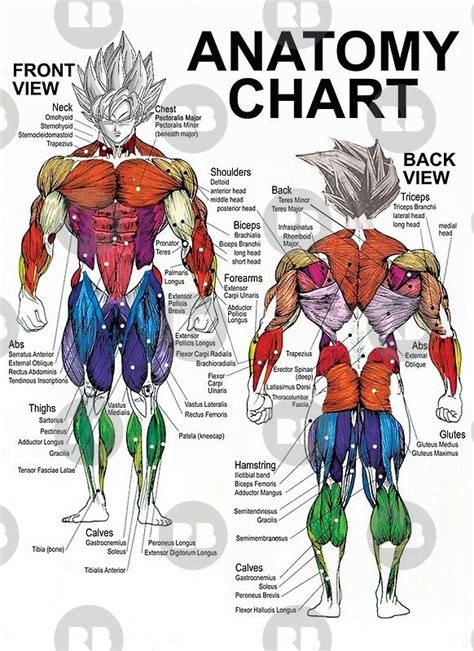 There are three different types of muscles in the human body. Pin on Fitness