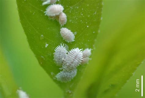 Mealybugs And Cannabis How To Identify And Get Rid Of It Quickly