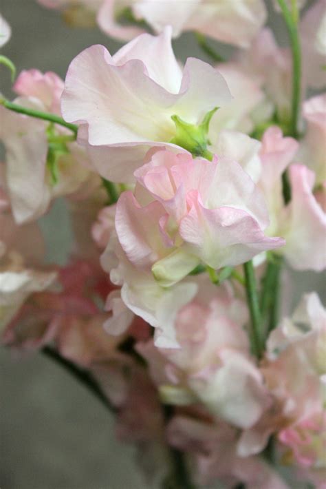 Sweet Pea Stevens And Son Wholesale Florist