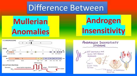 Difference Between Mullerian Anomalies And Androgen Insensitivity Youtube