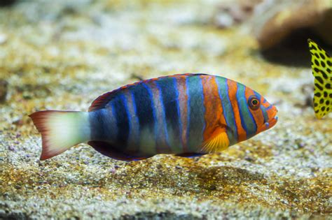 Wrasse 101 Species Profile And Care Guide 2024