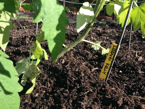 Plant Tomatoes In Trenches For Better Results Diy Network Blog Made