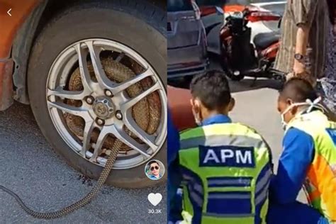 Aku langsung mencium bibirnya dan mimin menyambut ciumanku dengan hangat. Gempar ular melingkar dalam rim kereta... apa King Cobra ...