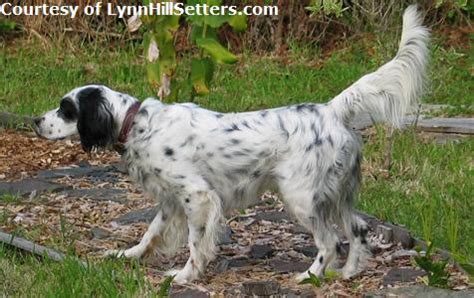 See more ideas about english setter, english setter puppies, puppies. Llewellin Setter | GreatDogSite