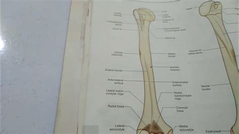 Humerus Bone Anatomy Side Determination And General Features Youtube