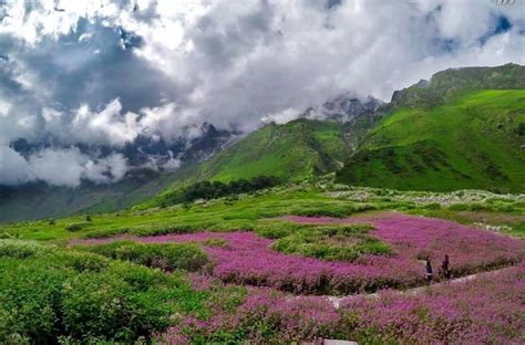 Yumthang Dzüko Valley Of Flowers Check Out Indias Most Picturesque