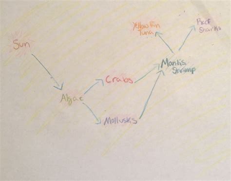 Maybe you would like to learn more about one of these? Energy Pyramid and Food Web - Mantis Shrimp