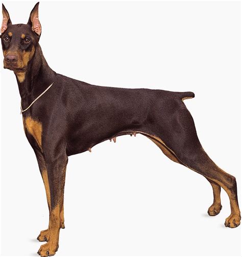 Banyak ras anjing besar dibiakkan untuk membantu orang dengan pekerjaan seperti berburu, menggembala, dan menjaga. gunggung: Gambar 5 Anjing Ras Doberman