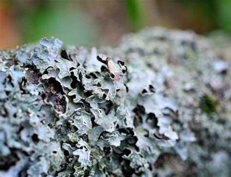 Tree Service In Reisterstown Helps You Identify Common Tree Fungus