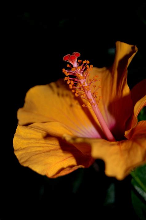 What is the color of happiness? Yellow coloured flowers represent hope and happiness. | Flickr