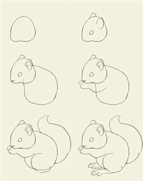 How To Draw Squirrel Squirrel Art Drawings Animal Drawings