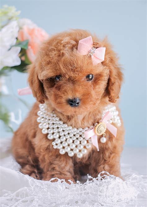 Cutest Red Poodle Puppies Available South Florida | Teacups, Puppies & Boutique