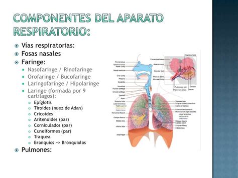 Funciones Generales Del Sistema Respiratorio Chefli