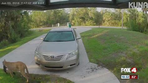 Florida Panther Attacks Kills House Cat On Camera In Florida Driveway