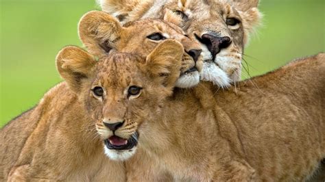 Lion Battle Zone National Geographic Channel Canada