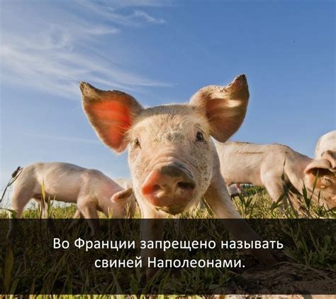 The awa mainly involves animals kept at zoos and used in laboratories, as well as animals who are commercially bred and sold like those in puppy mills. Необычное и интересное in 2020 (With images) | Animal ...