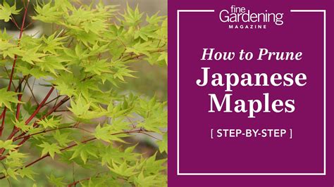 How To Prune Japanese Maples Step By Step Instructions Fine
