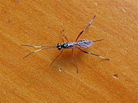 P1060906 Banded Ichneumon Wasp A Elisabeth Gleave Flickr