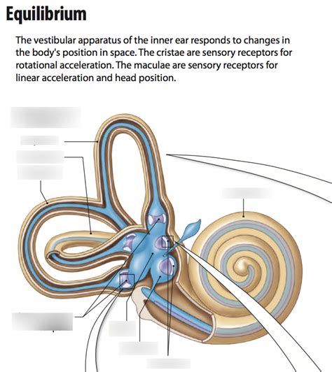 Anatomy Of Vestibular Apparatus Diagram Quizlet