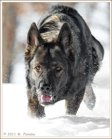 German Shepherd Running In Snow German Shepherd Dogs Shepherd Dog