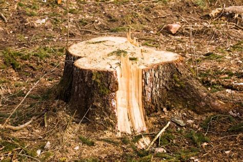 6 Tree Stump Removal Options To Get Rid Of Stumps Painlessly