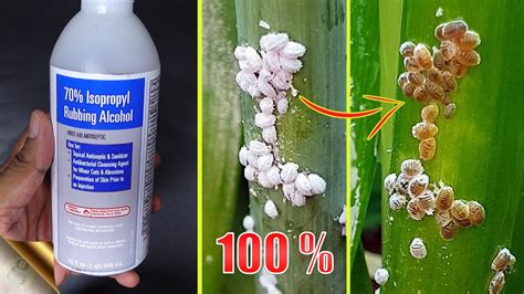 How To Treat Aphids On Plants