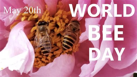 World Bee Day 20 May Bee Pollinators Friendly Flowers Richscenic Worldbeeday How To Save The