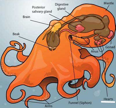 Testa e bocca sono di discrete dimensioni. Pin on Animales Freak