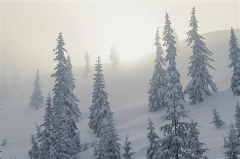 Premium Photo Snow Capped Pine Trees With Fog Landscape Photo