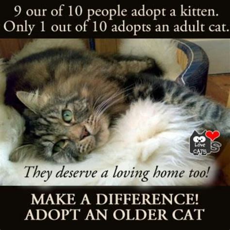 Make A Difference Adopt An Older Cat Cats Older Cats Kitten Adoption