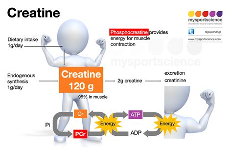 50 Unveiled Perks Of Creatine For Optimal Health 2023