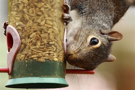 Here are my other squirrel guides: Easy Tips for a Squirrel-Proof Bird Feeder
