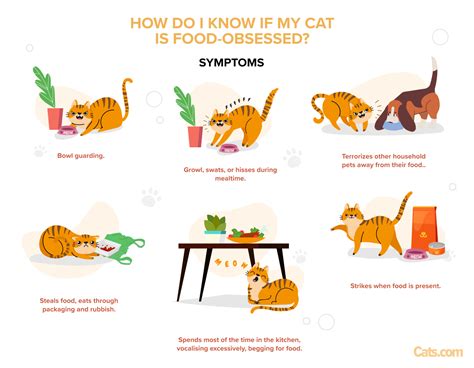 How To Deal With Food Aggression In Cats