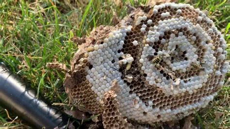 Ground Wasp Nest Under Logs Sting Swarm Youtube