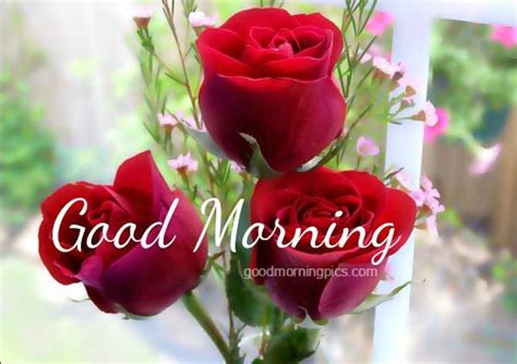 Good morning flower images free download on whatsapp and share it with your loved ones is the best way to start your day. good-morning-rose-flower-wish-friends-pics-mojly-images ...